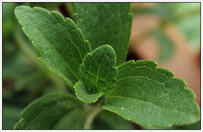 Stévie sladká (Stevia rebaudiana)